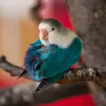 Rosy-faced Lovebird