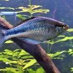 Lake Kutubu Rainbowfish