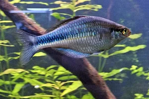 Lake Kutubu Rainbowfish