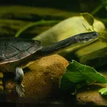 Giant snakeneck turtle