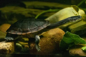 Giant snakeneck turtle