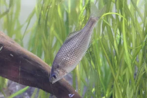 Tabira Bitterling