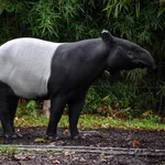 Malay Tapir