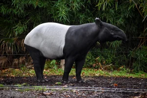 Maleise Tapir