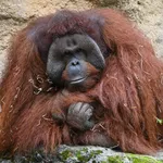 Bornean Orangutan