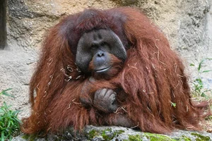 Borneose Orang-oetan