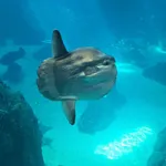 Ocean Sunfish