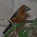 Ultramarine Grosbeak