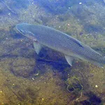 Baja California Rainbow Trout