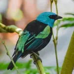 Blue-necked Tanager