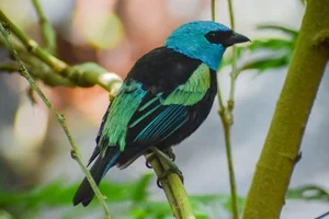 azuurkoptangare