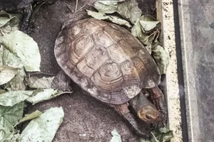 Honduran Wood Turtle