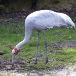 Brolga