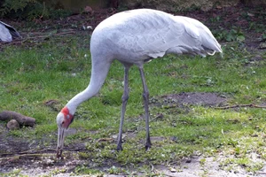 Brolgakraanvogel