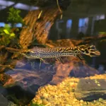 Alligator Gar