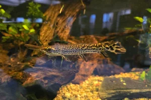 Alligator Gar