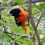Baltimore Oriole