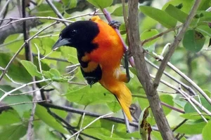 Baltimoretroepiaal