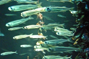 Priesterfisch