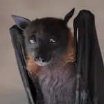 Lyle's Flying Fox