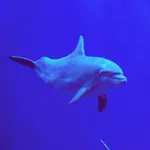 Bottlenose Dolphin