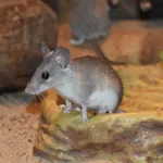 Asia Minor Spiny Mouse