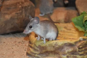 Asia Minor Spiny Mouse