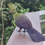 Green Turaco