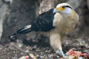 Geelkopcaracara