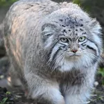 steppe cat